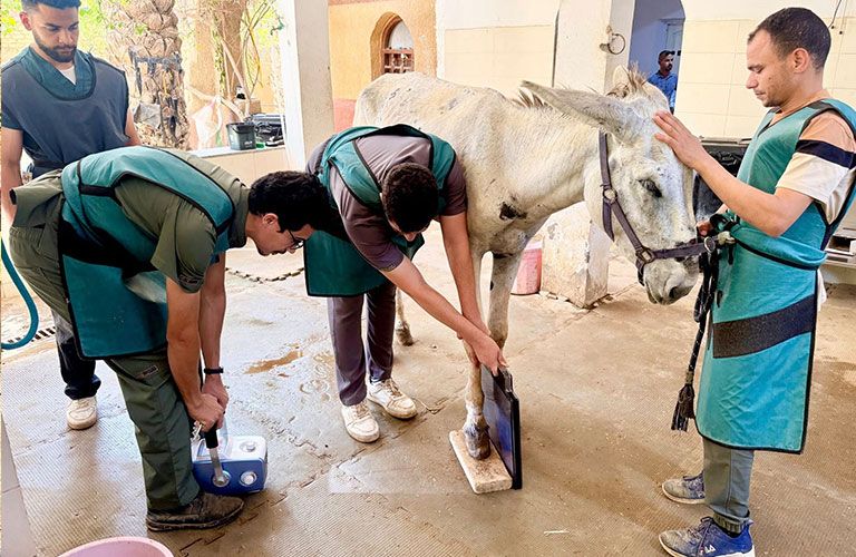 Egypt Equine Aid