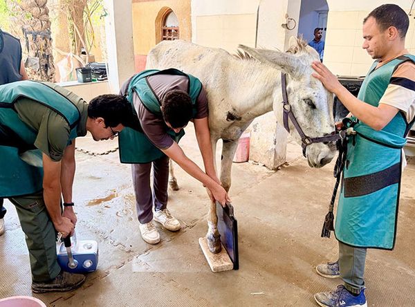 Egypt Equine Aid