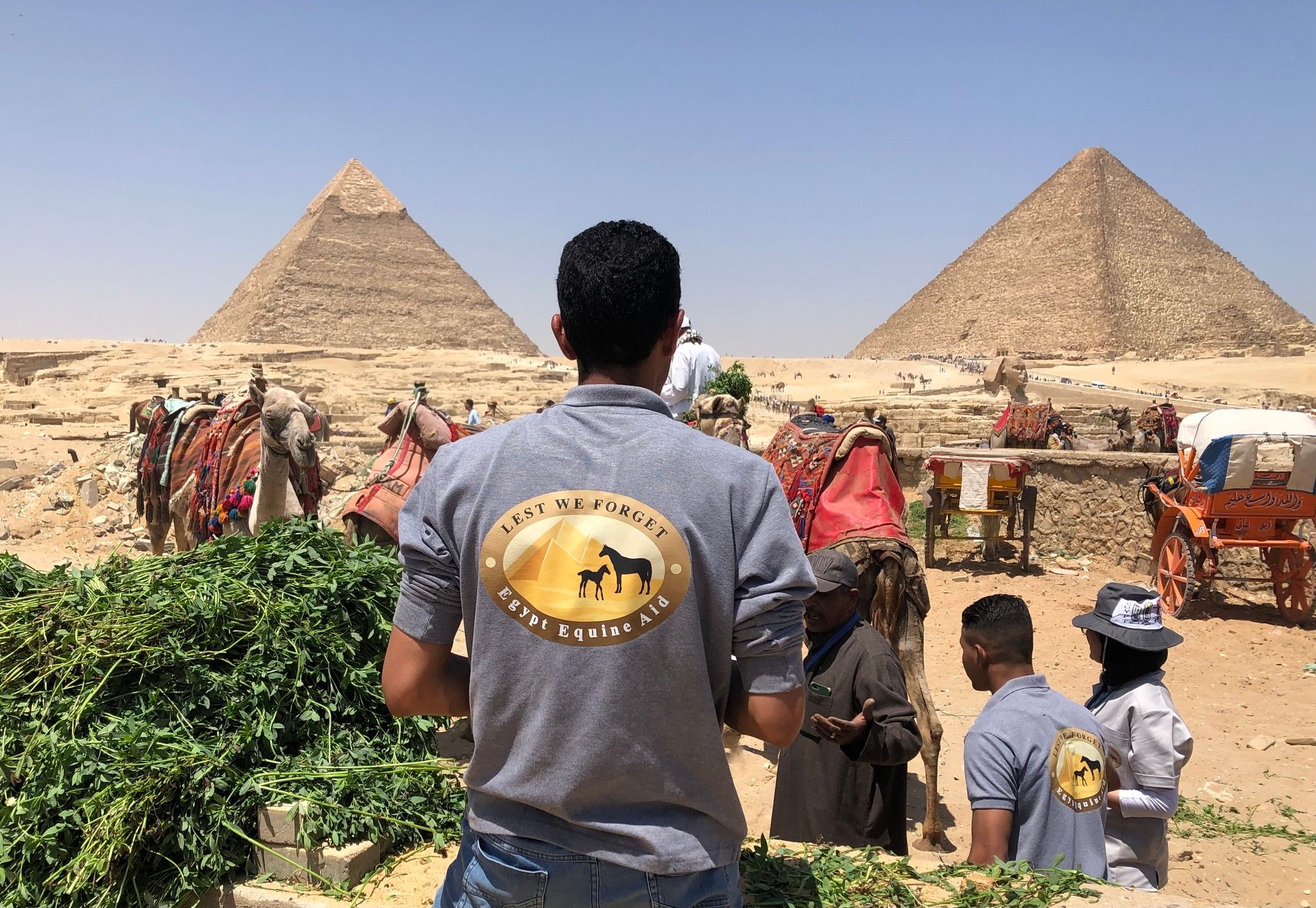 Egypt Equine Aid