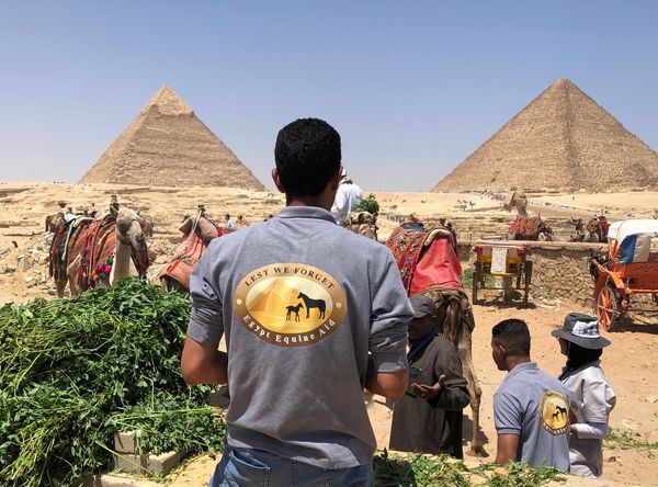 Egypt Equine Aid