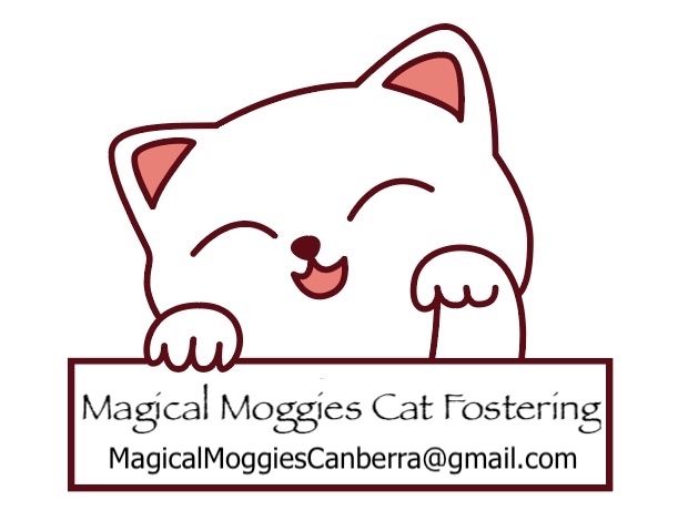 Magical Moggies Canberra Cat Fostering