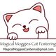 Magical Moggies Canberra Cat Fostering