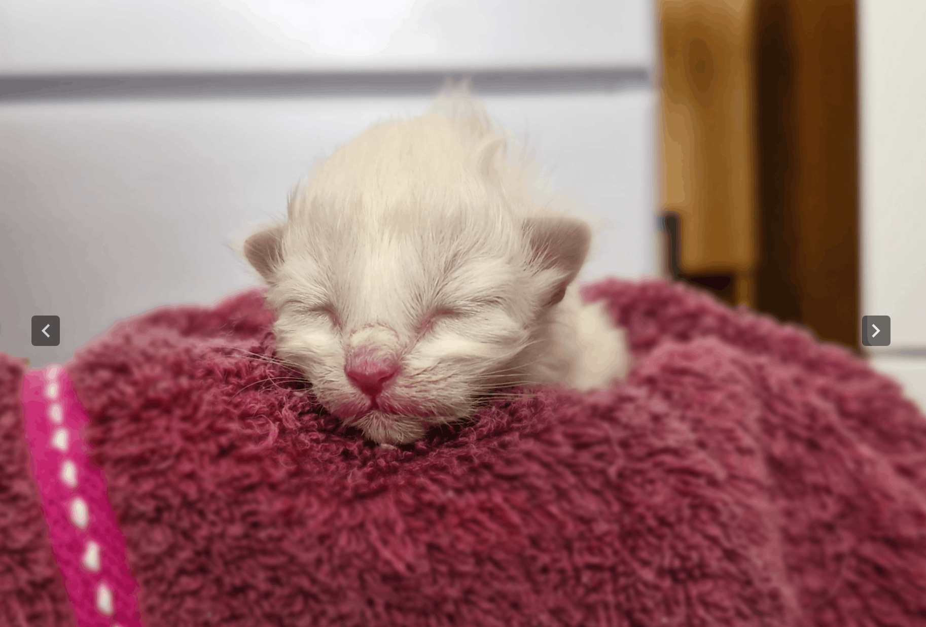 Magical Moggies Canberra Cat Fostering