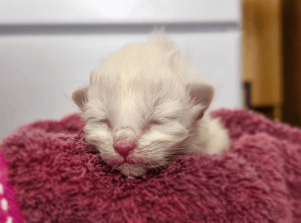 Magical Moggies Canberra Cat Fostering