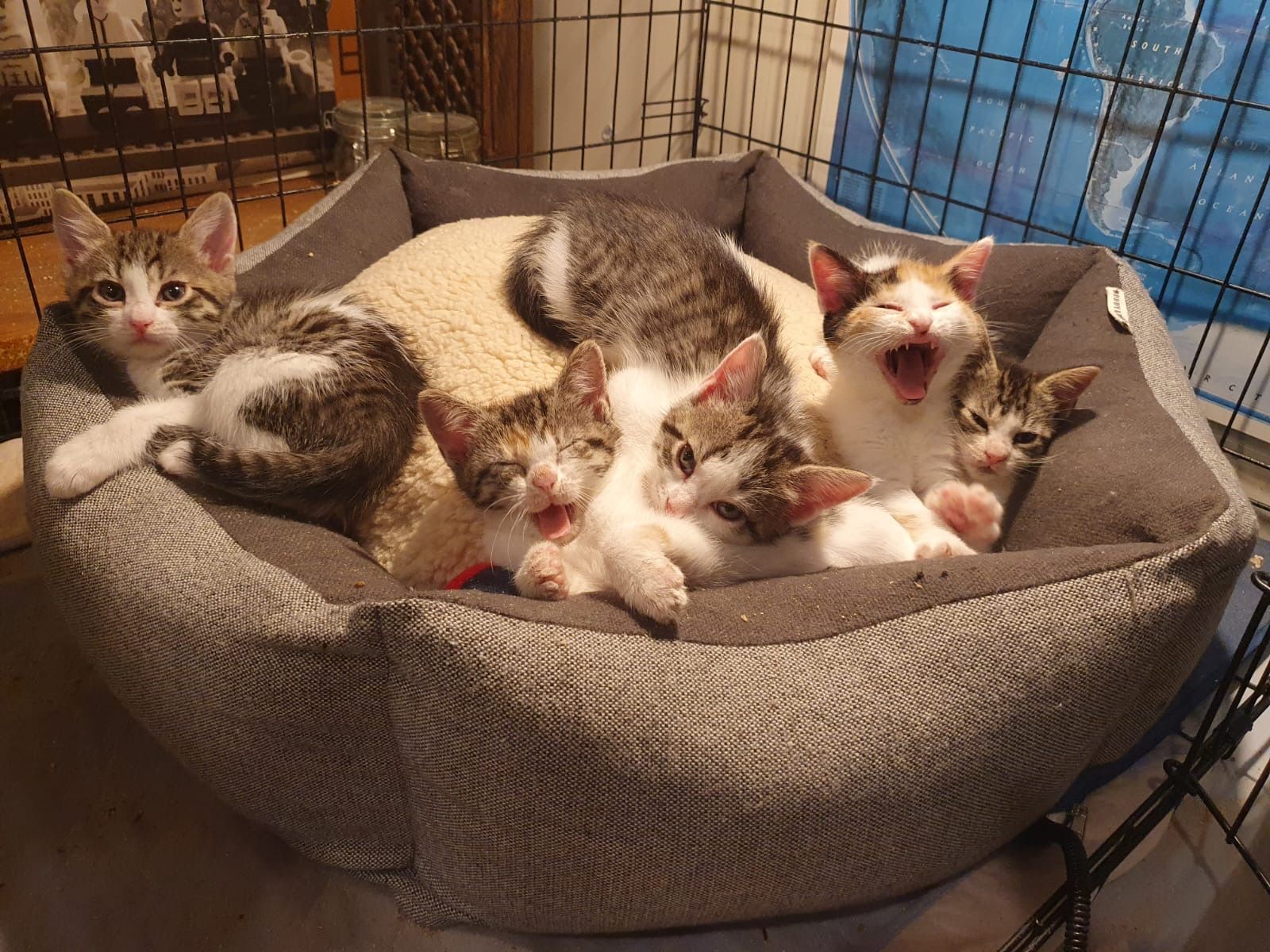 Magical Moggies Canberra Cat Fostering