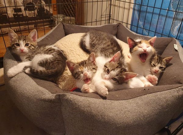 Magical Moggies Canberra Cat Fostering