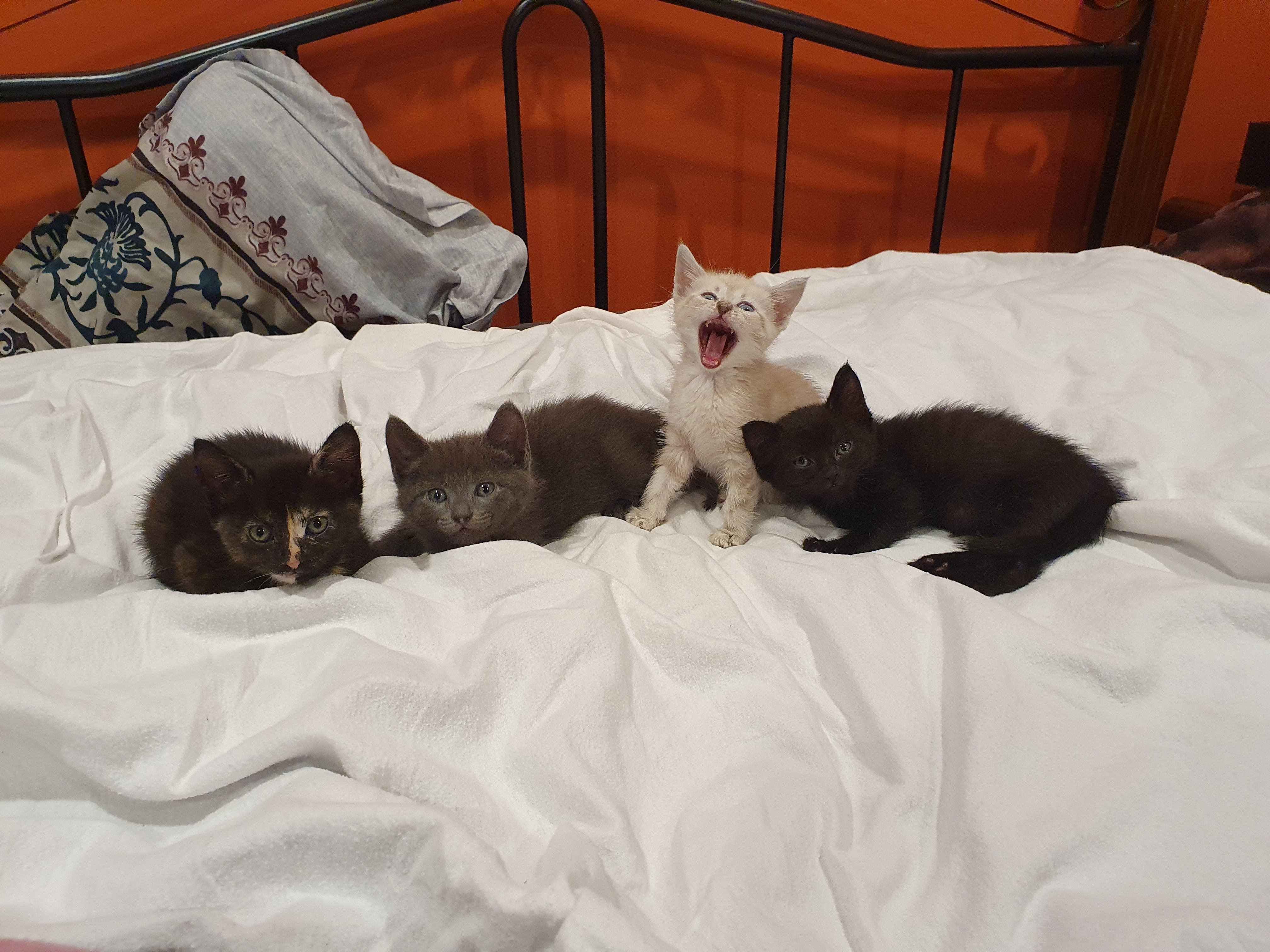 Magical Moggies Canberra Cat Fostering