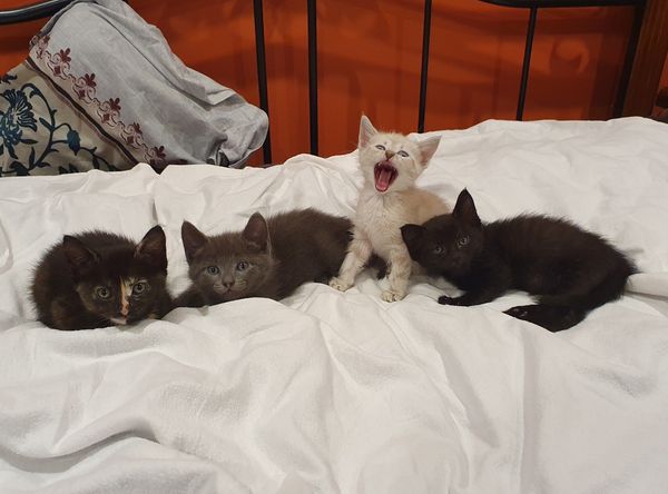 Magical Moggies Canberra Cat Fostering