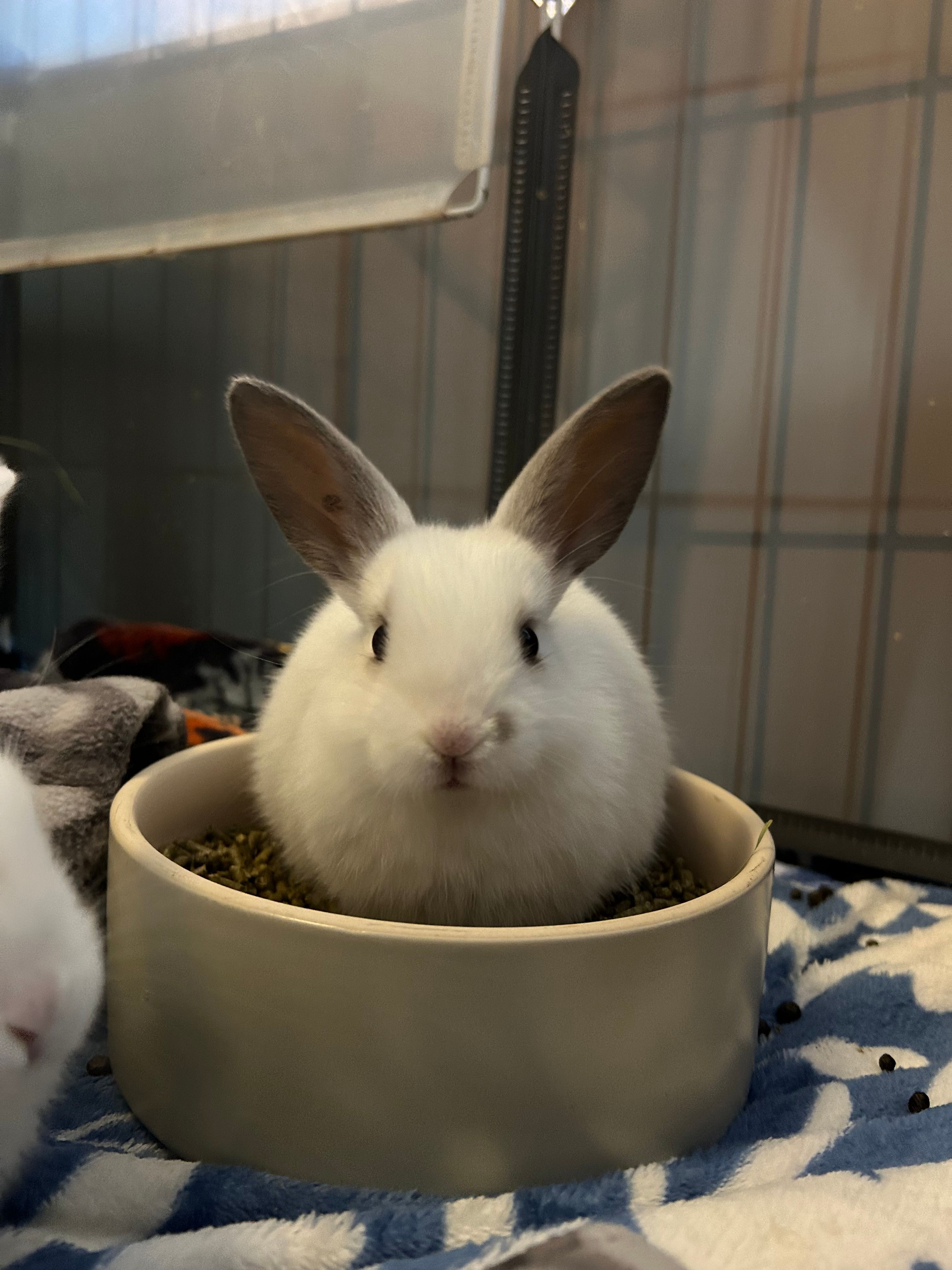 Avalon Microsanctuary