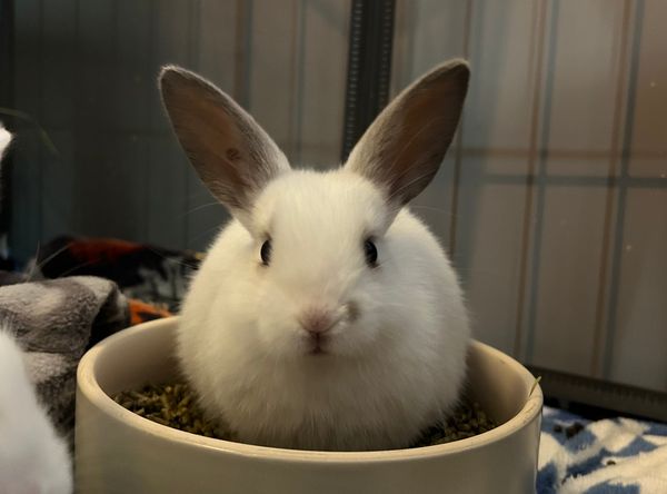 Avalon Microsanctuary