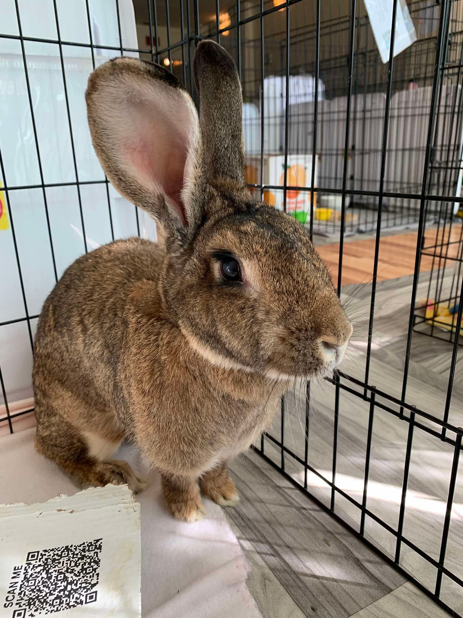 Avalon Microsanctuary