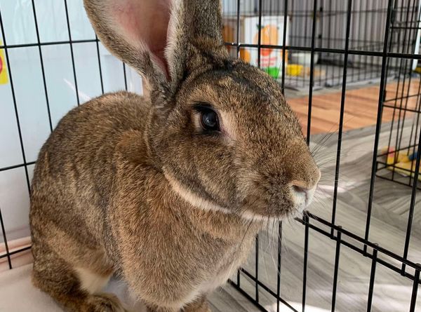 Avalon Microsanctuary