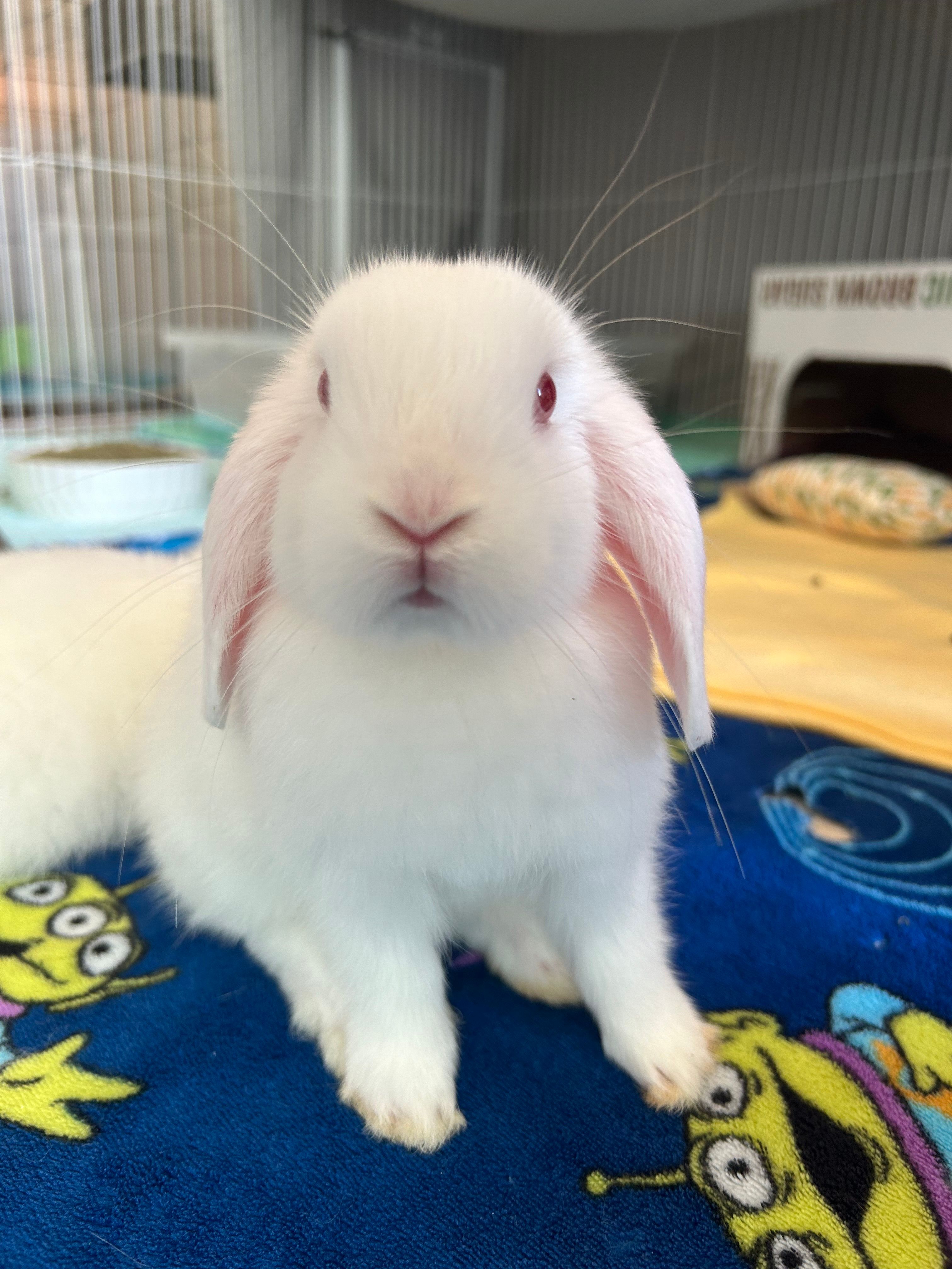 Avalon Microsanctuary