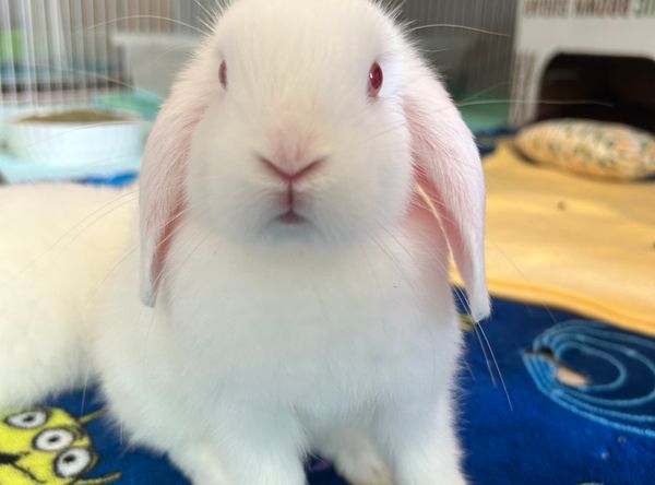 Avalon Microsanctuary