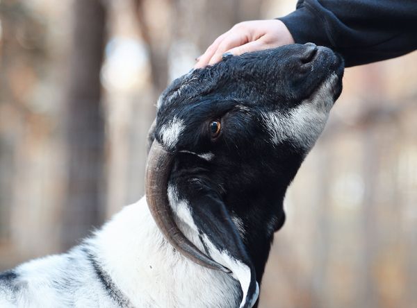 Fawn’s Fortress Animal Sanctuary Inc