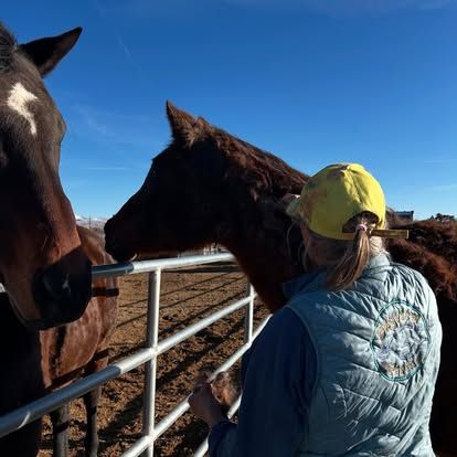 Soft Landing Senior Horse Rescue