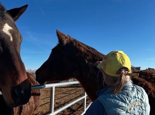 Soft Landing Senior Horse Rescue