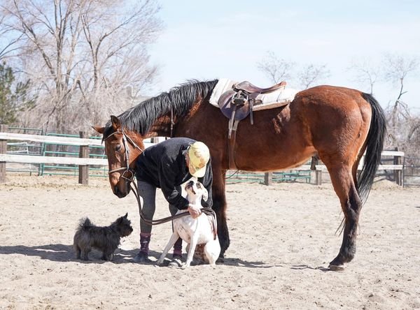 Soft Landing Senior Horse Rescue