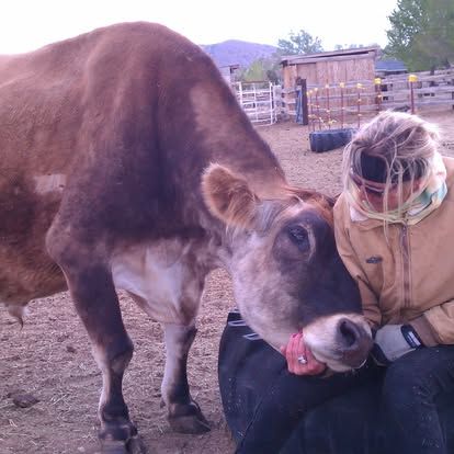 Soft Landing Senior Horse Rescue