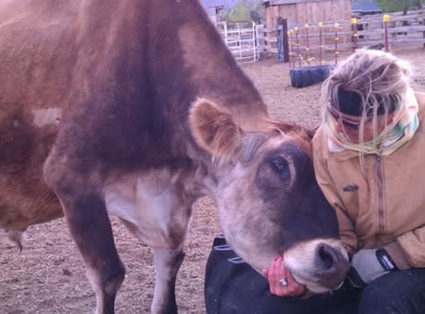 Soft Landing Senior Horse Rescue