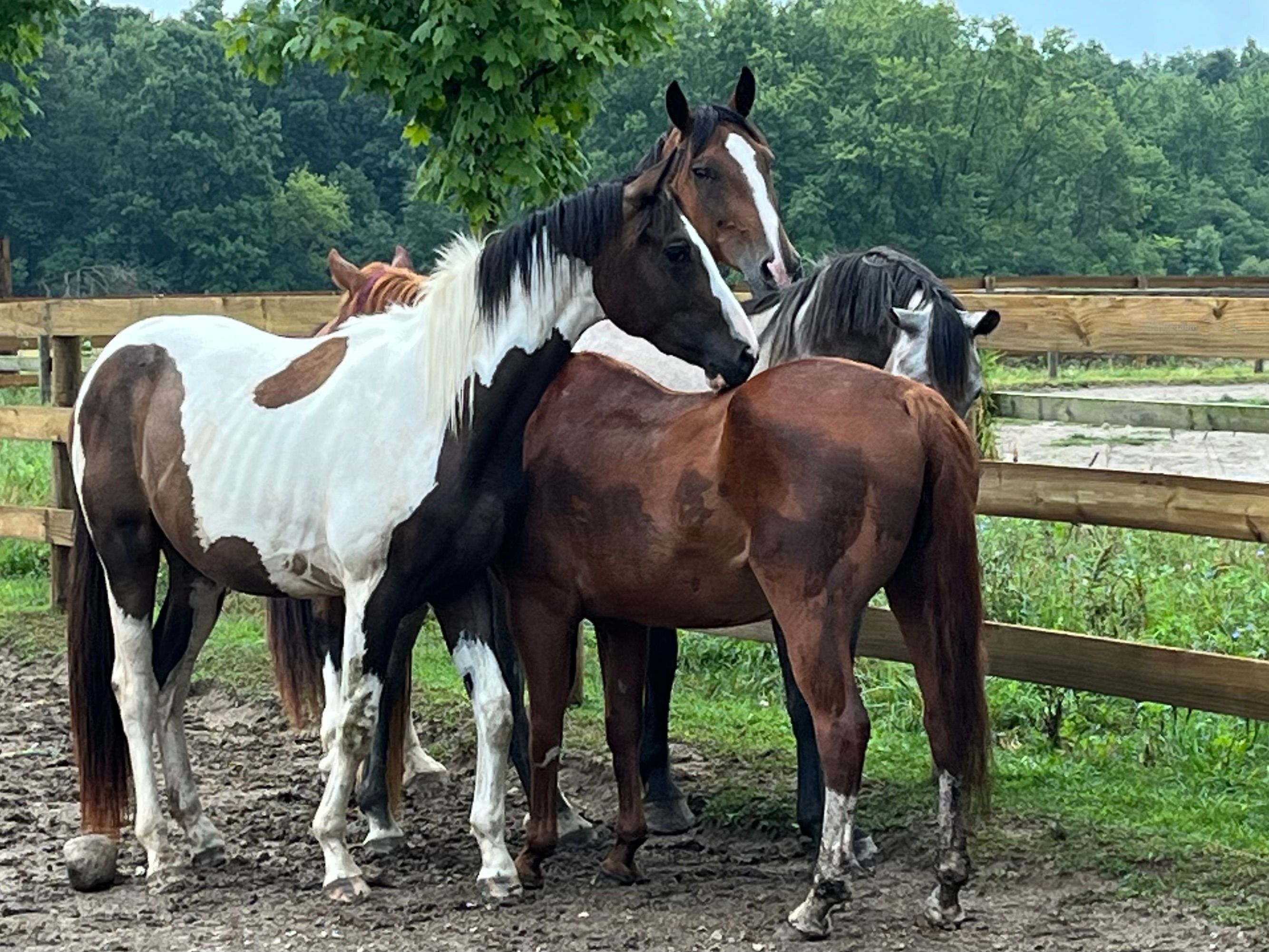The End of the Trail Sanctuary
