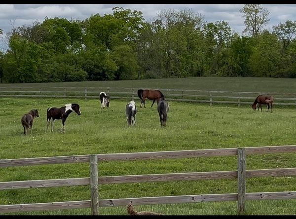 The End of the Trail Sanctuary