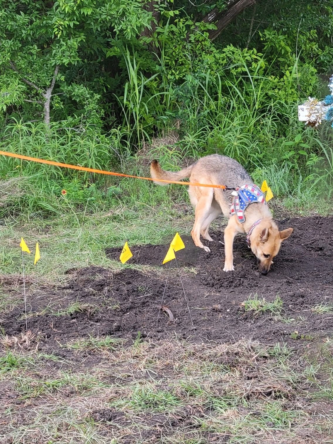 Team Texas HRD and Tracking K9s