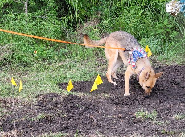 Team Texas HRD and Tracking K9s