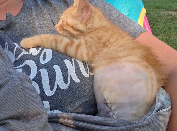 Southwest Missouri Animal Rescue