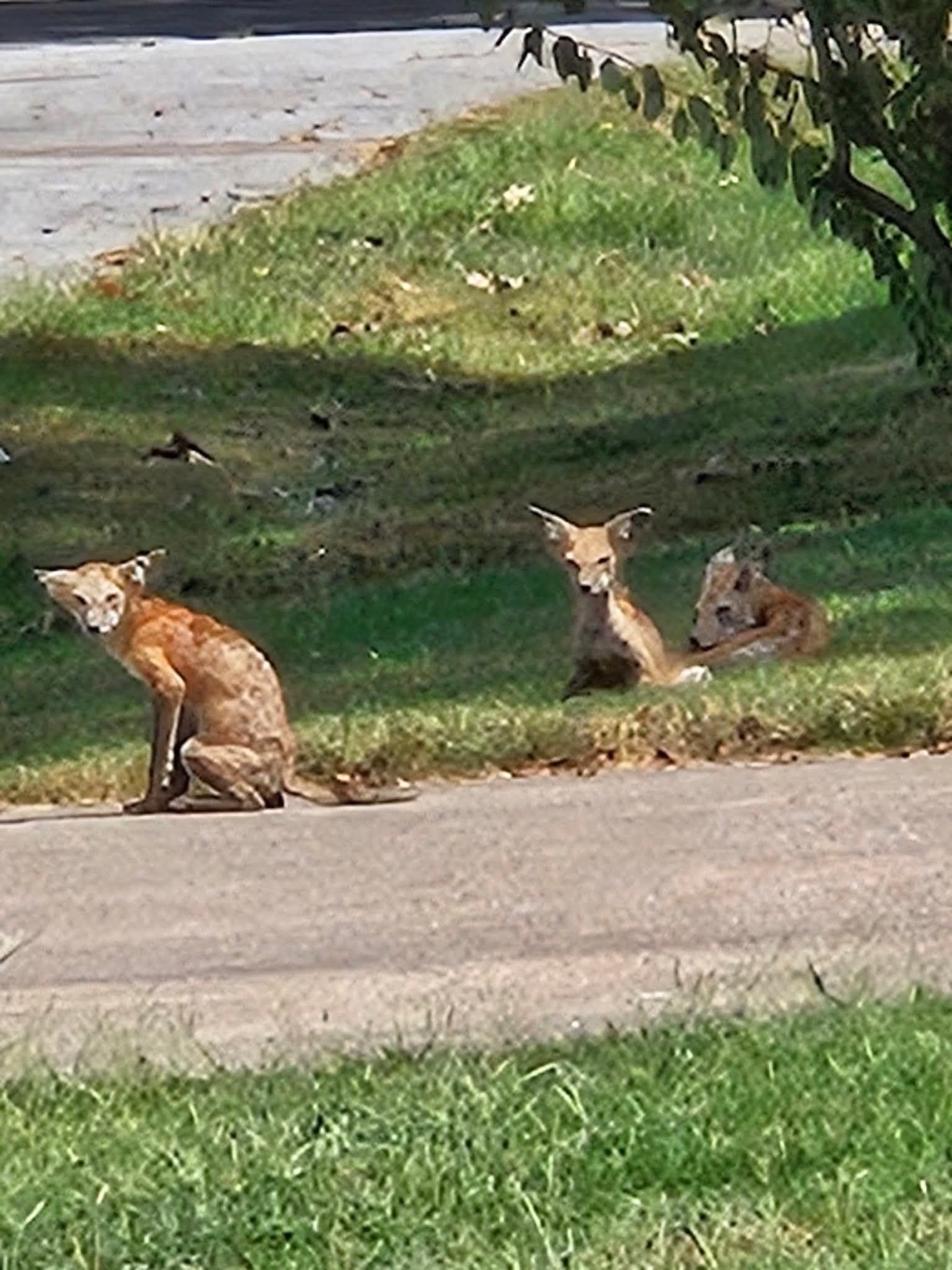 Southwest Missouri Animal Rescue