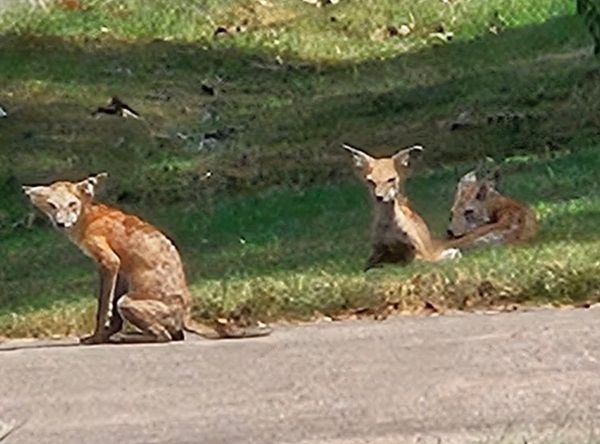 Southwest Missouri Animal Rescue