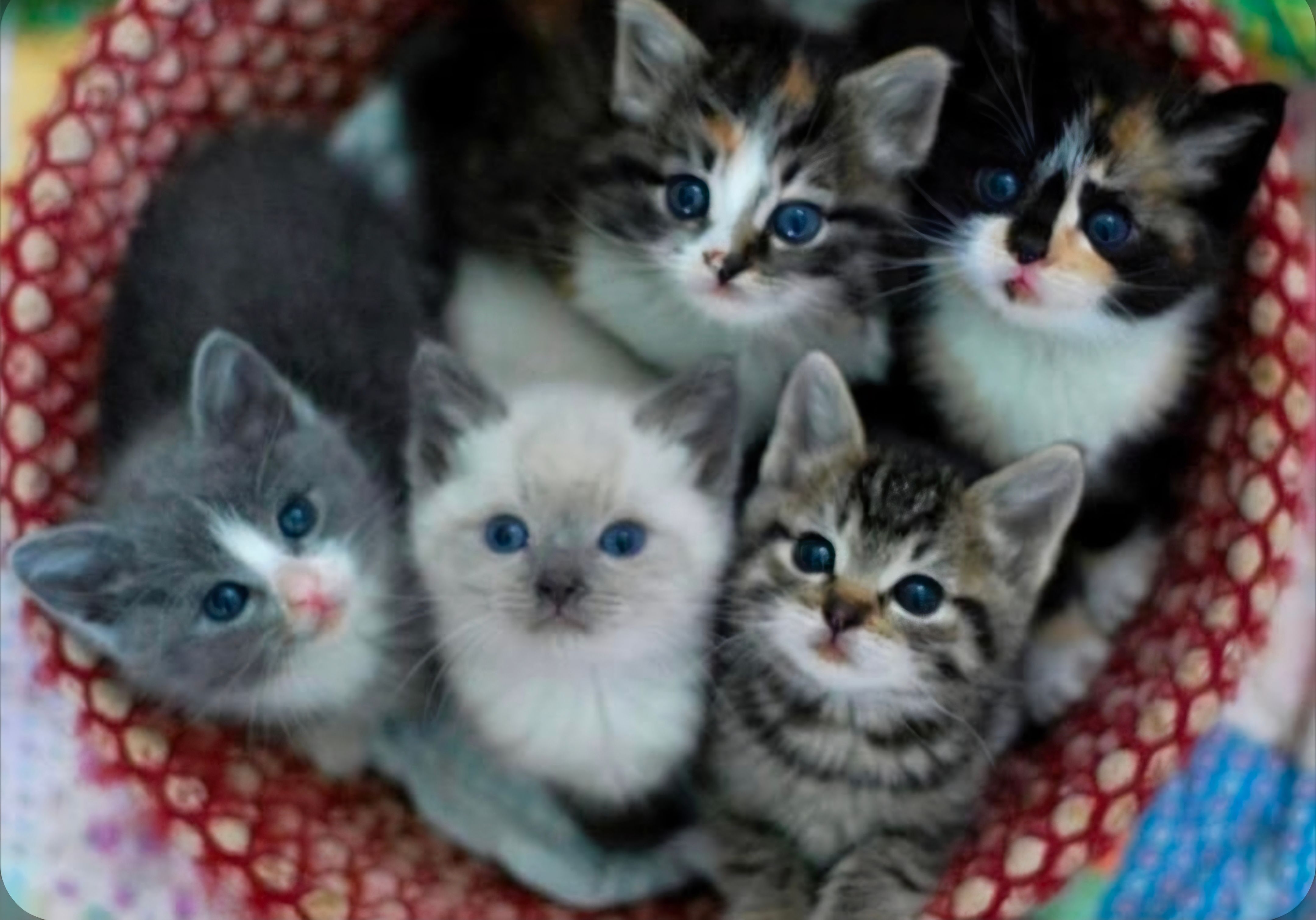 Southwest Missouri Animal Rescue