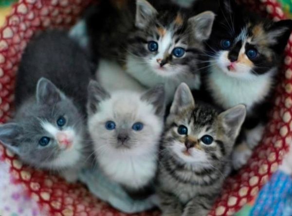 Southwest Missouri Animal Rescue