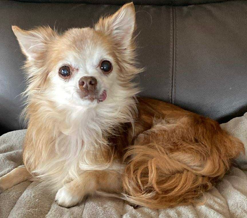Sweet Paws Dog Rescue Inc