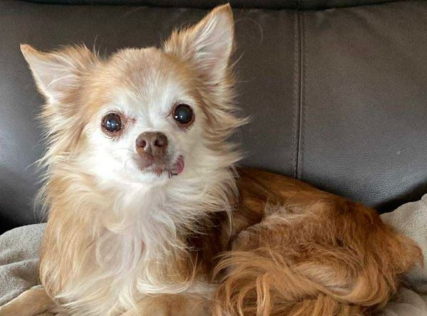 Sweet Paws Dog Rescue Inc
