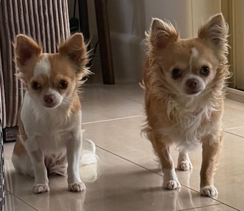 Sweet Paws Dog Rescue Inc