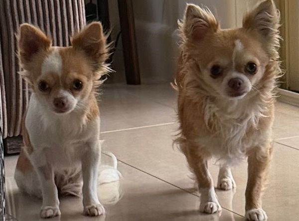 Sweet Paws Dog Rescue Inc