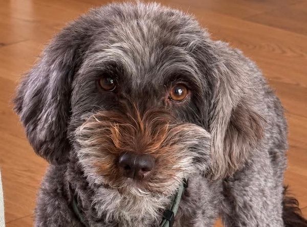 Sweet Paws Dog Rescue Inc