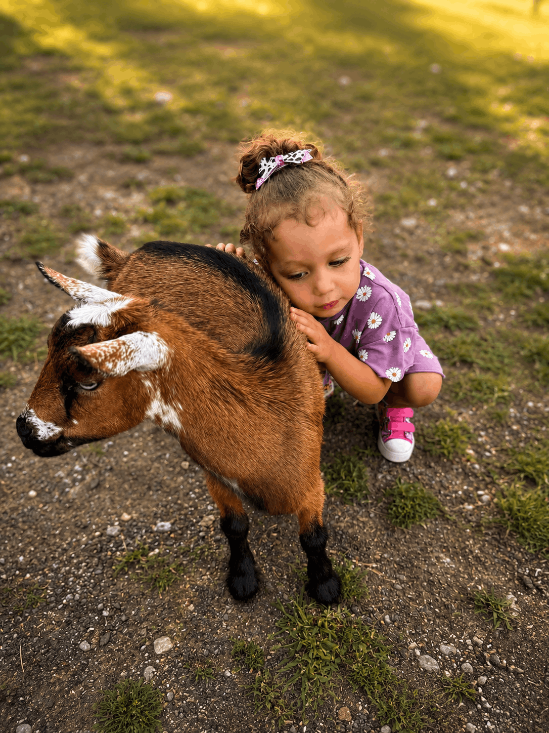 Misfit Farm and Sanctuary