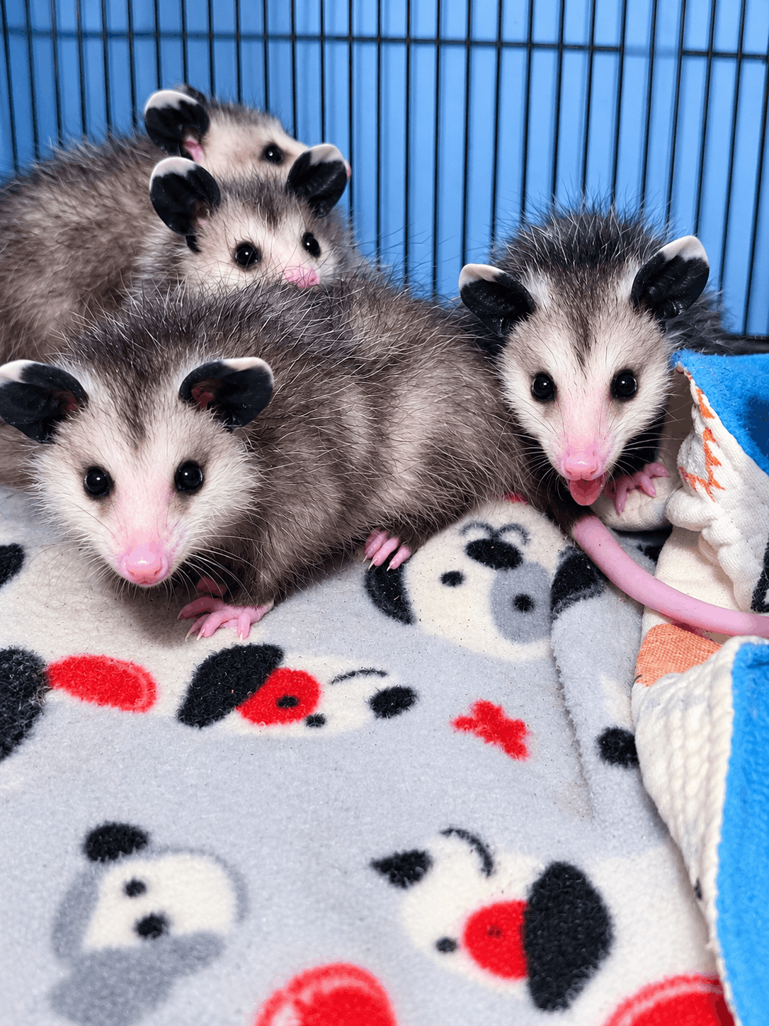 Furry Fixers Wildlife Rehabilitation Inc