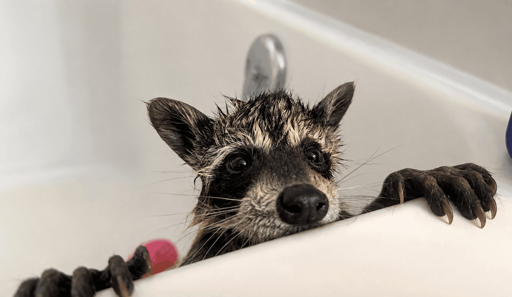 Coon Kind Wildlife