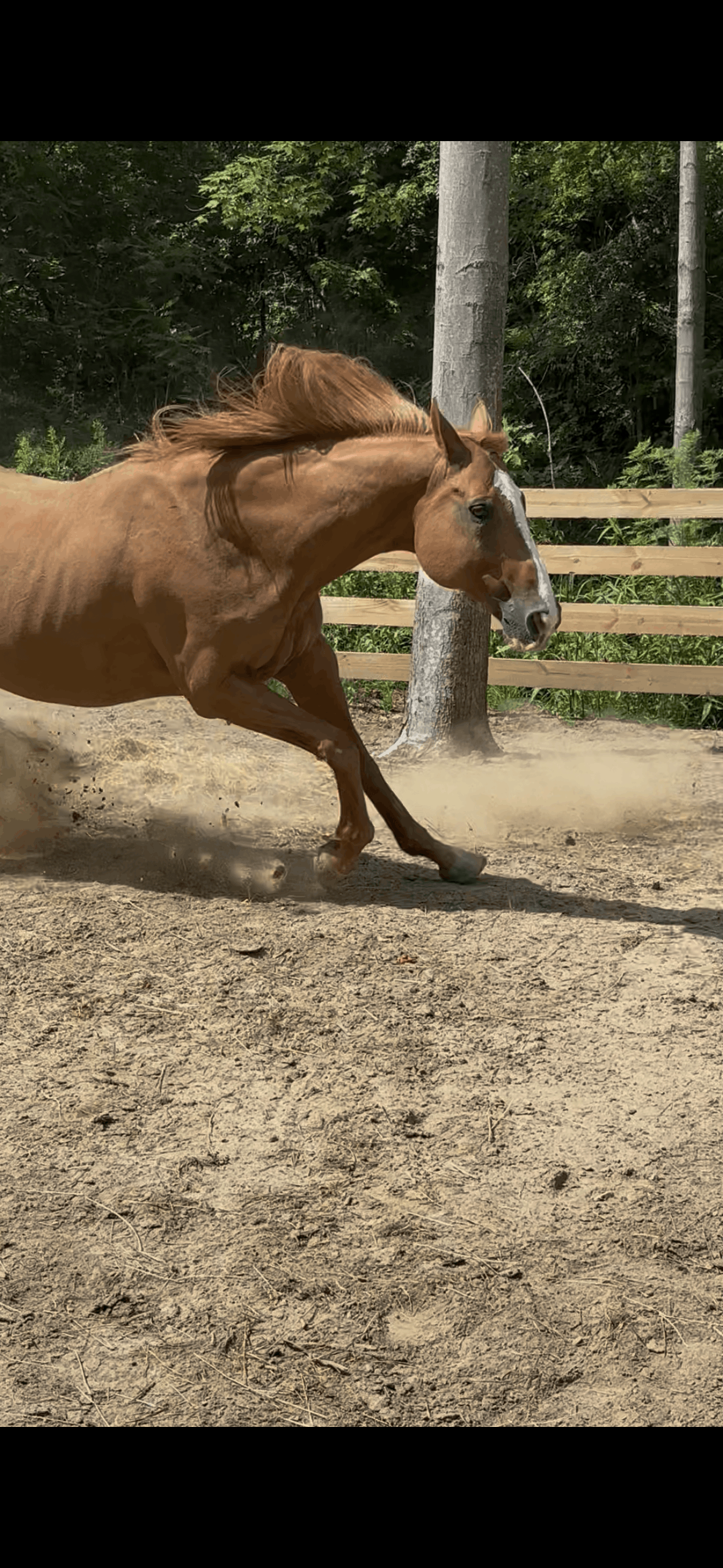 Small Creek Animal Sanctuary