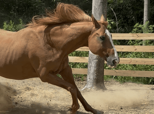 Small Creek Animal Sanctuary