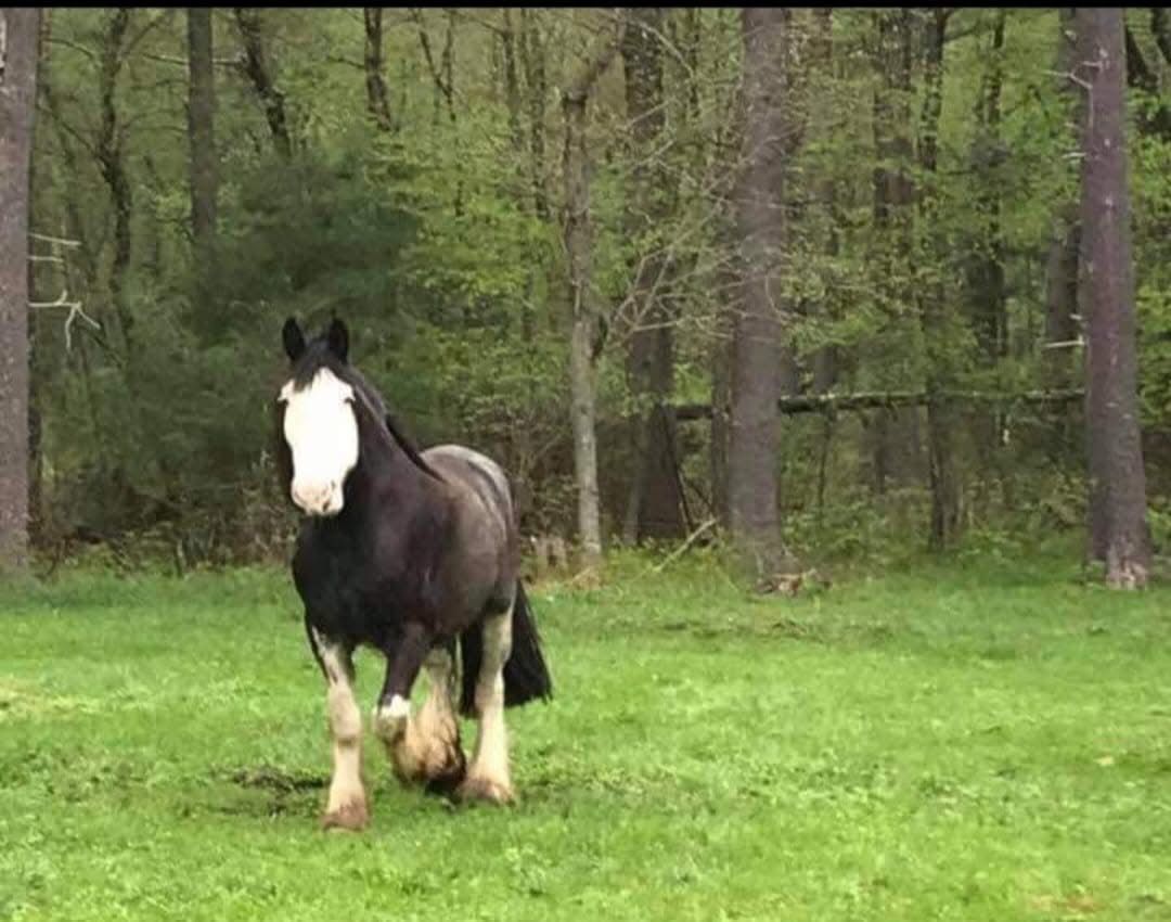 Hidden Acres Sanctuary