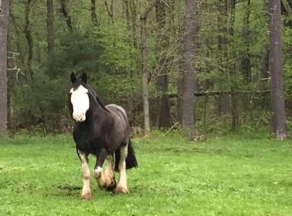 Hidden Acres Sanctuary