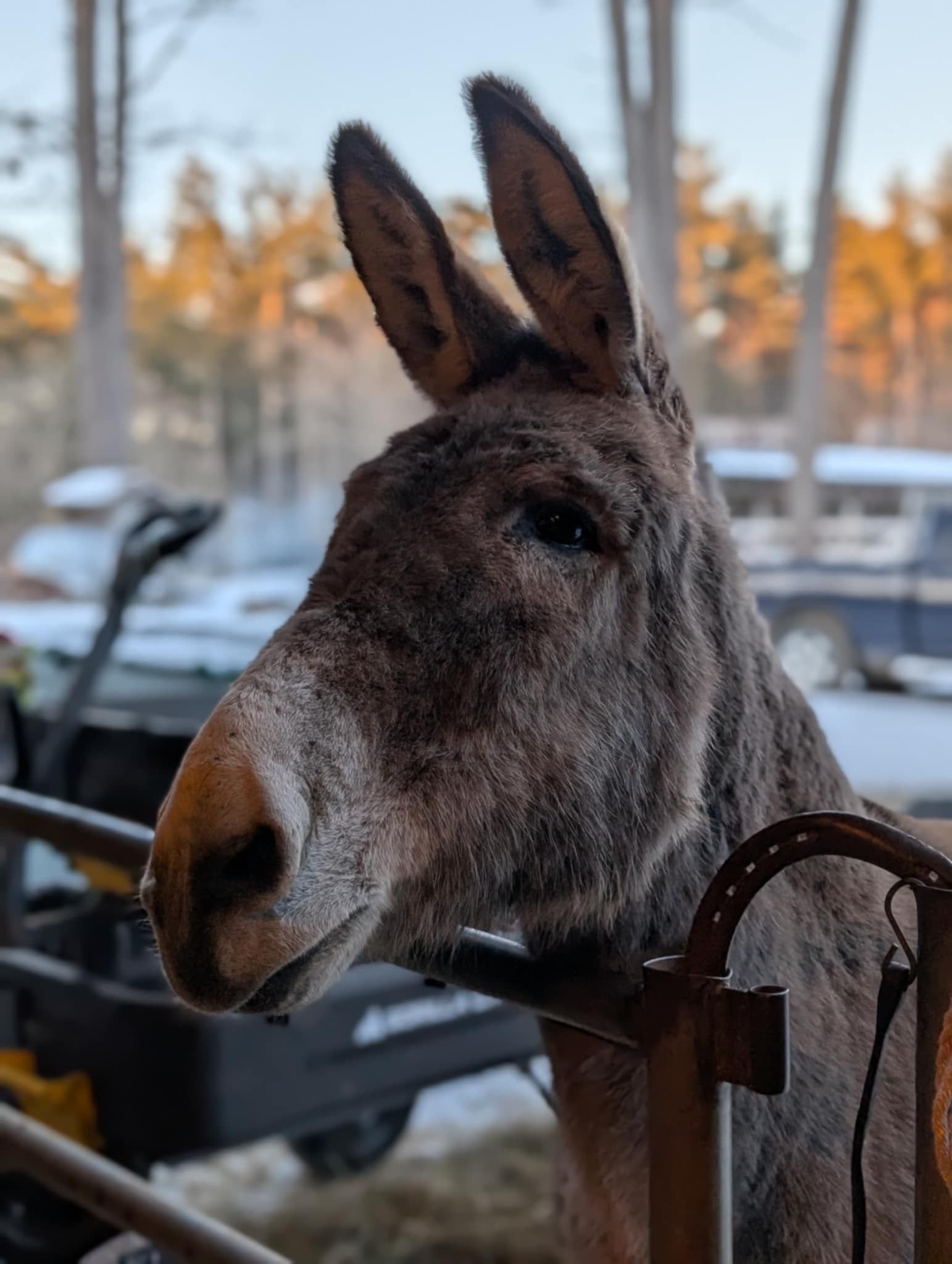 Hidden Acres Sanctuary