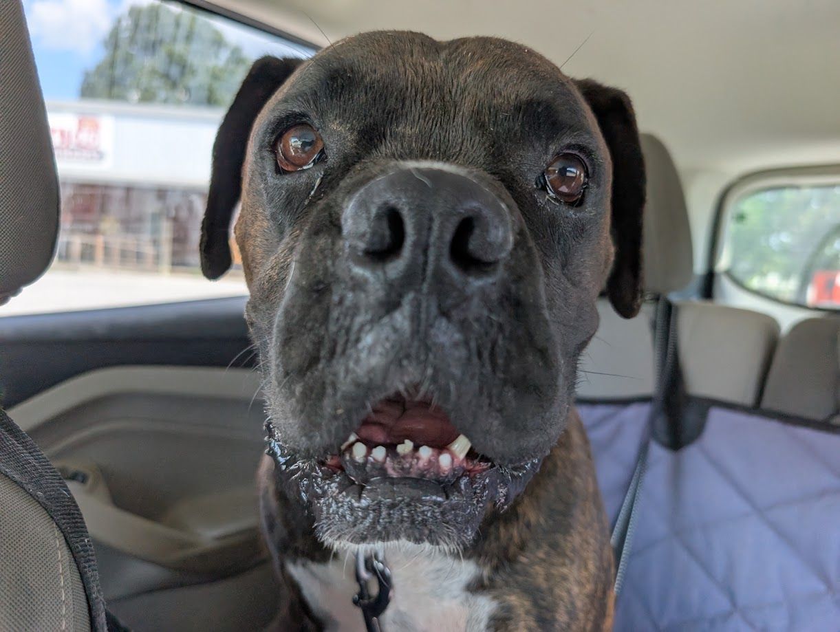 Southern Magnolia Boxer Rescue