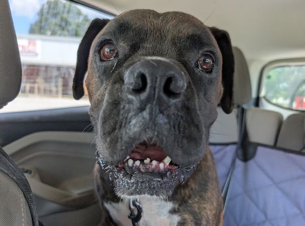 Southern Magnolia Boxer Rescue