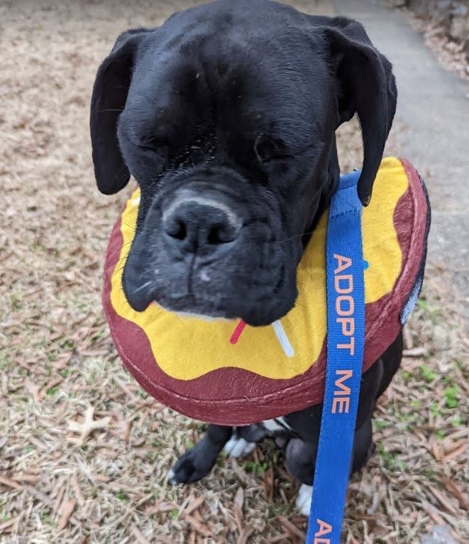 Southern Magnolia Boxer Rescue