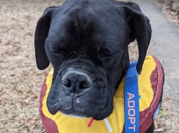 Southern Magnolia Boxer Rescue